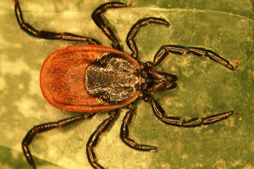 ID213
