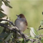 biodiversidad_uclm