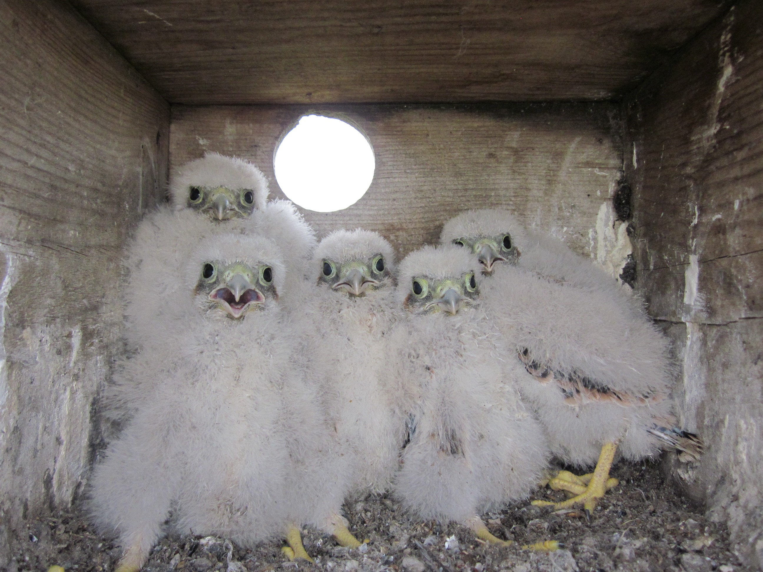 POLLOS DE CERNÍCALO