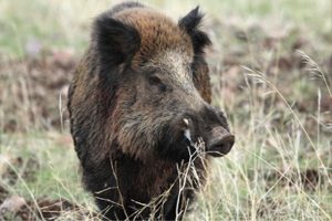 jabali_wild_boar