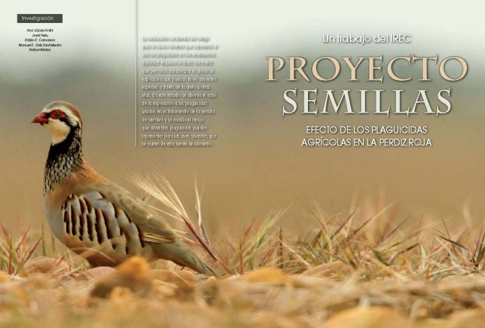paginas-desdesemillasz