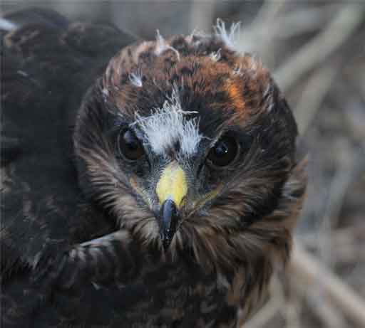Black-harrier-JUV