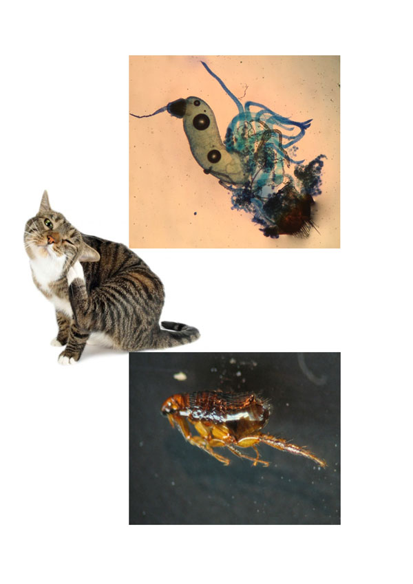 Vacunologia gatos