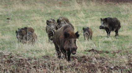 Wild Boar