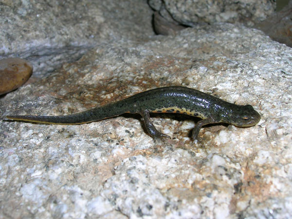 Hembra Tritón Ibérico
