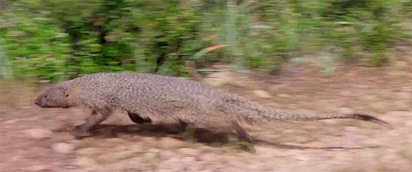 mongoose