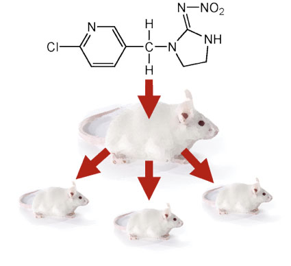 neonicotinoides