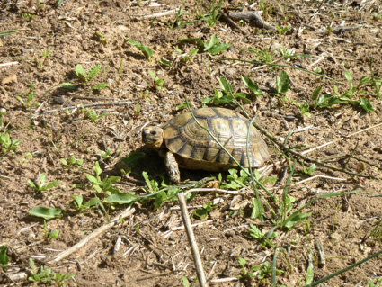 Tortuga Mora