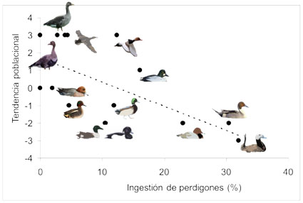 Grafico ingesta perdigones en aves acuátícas