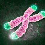 telomeres