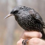 young-female