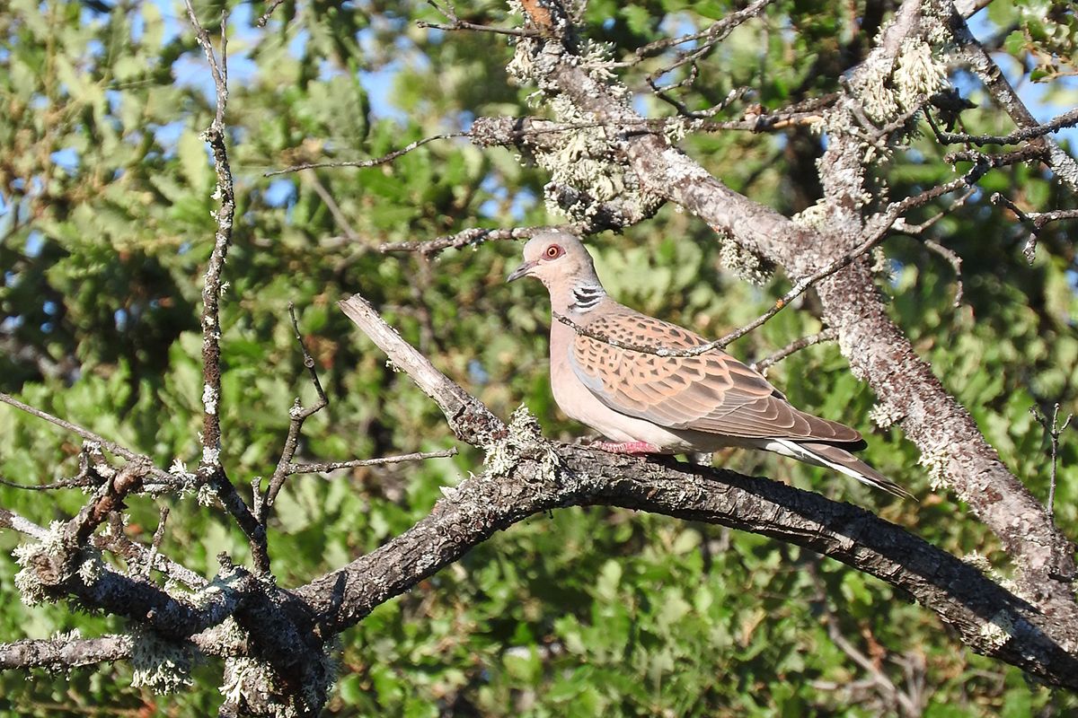 IREC_Sustainability_Hunting_European Turtle Dove_IREC