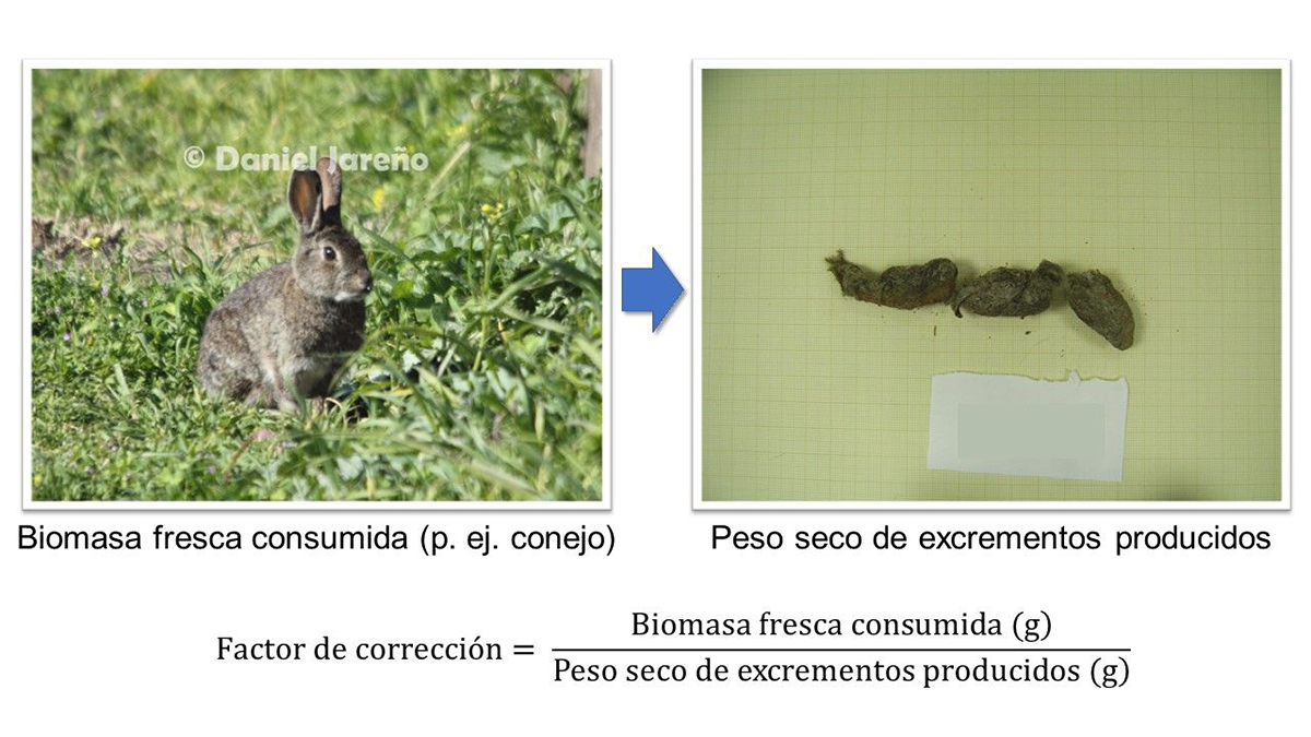 Factores correccion digestibilidad dieta heces zorro_1_IREC
