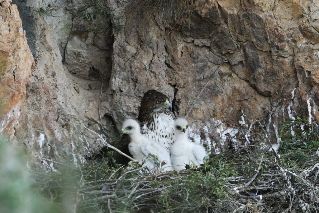 Ser buenos padres: Así cuidan las águilas perdiceras de sus pollos