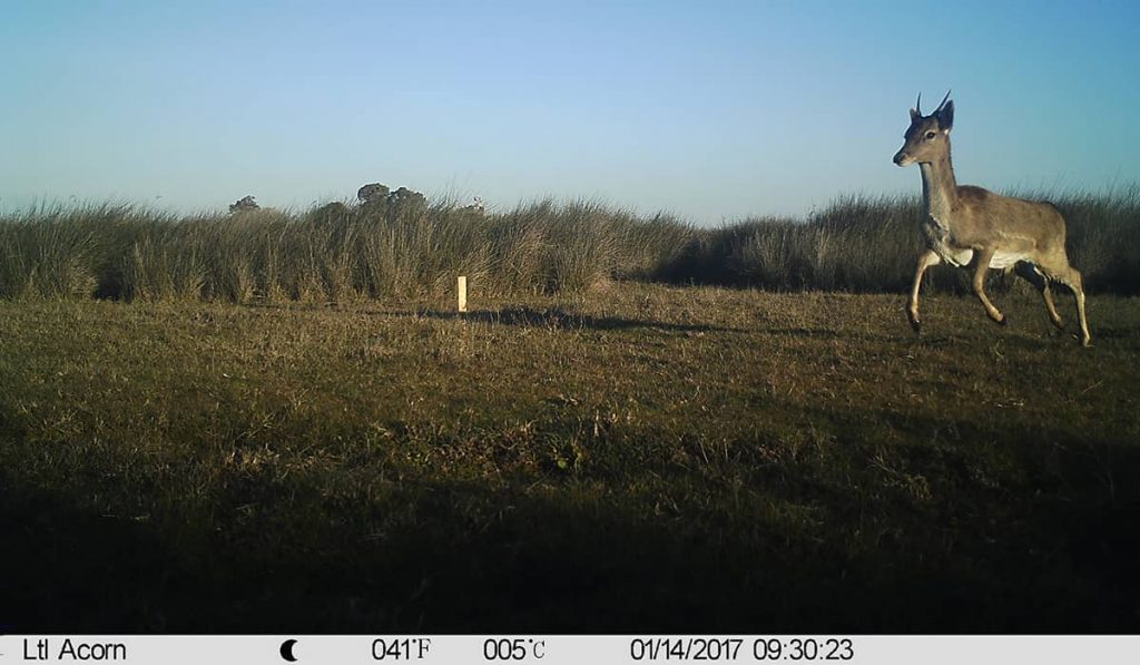 EL FOTOTRAMPEO COMO HERRAMIENTA DE CAMPO PARA ESTUDIOS DE