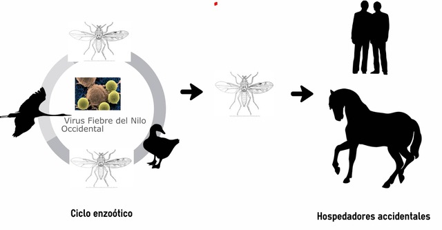 Virus nilo occidental west nile