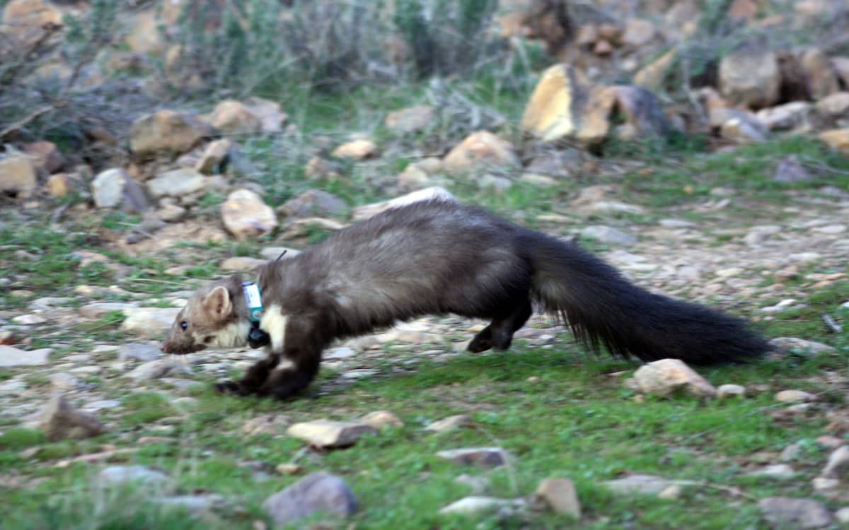 Utiliza una cámara de fototrampeo para más cosas que capturar fauna