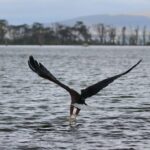 Pigargo vocinglero_Haliaeetus vocifer_IREC
