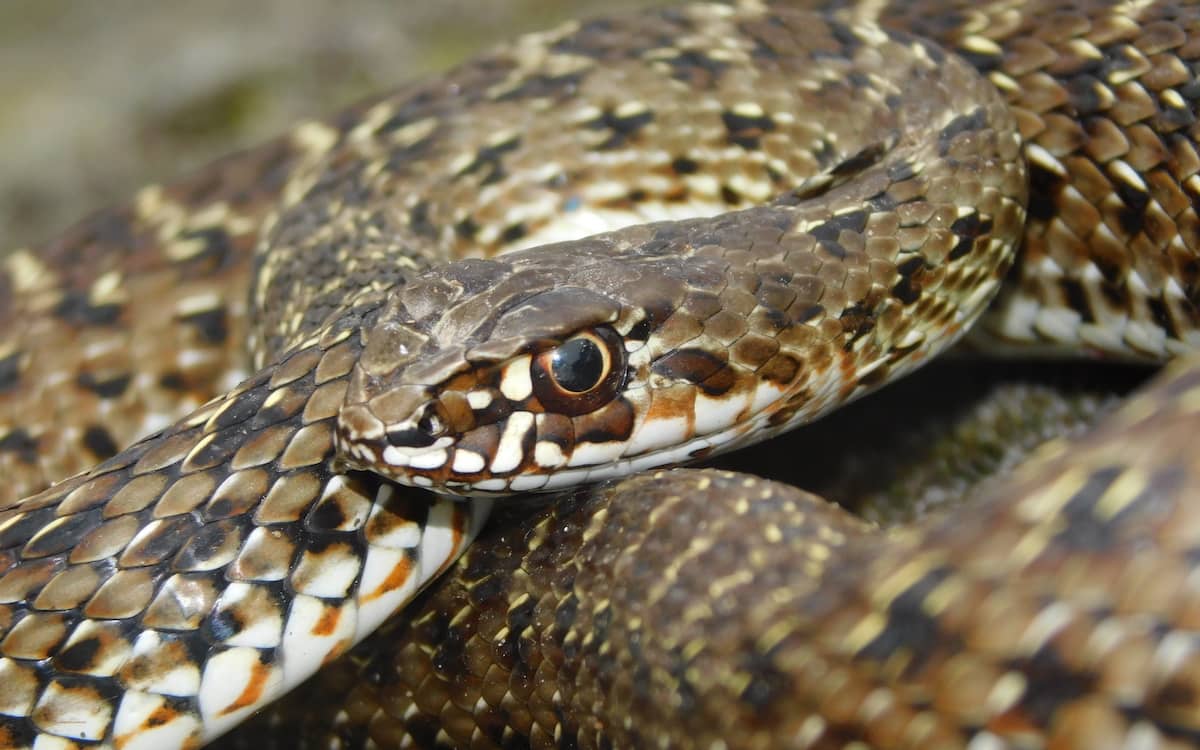 Culebra bastarda (Malpolon monspessulanus)
