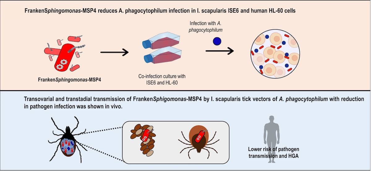 Anaplasma phagocytophilum en garrapatas