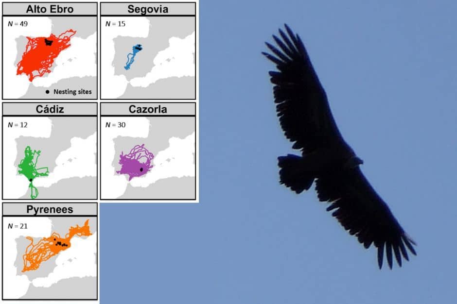 Patrones de movimiento del buitre leonado