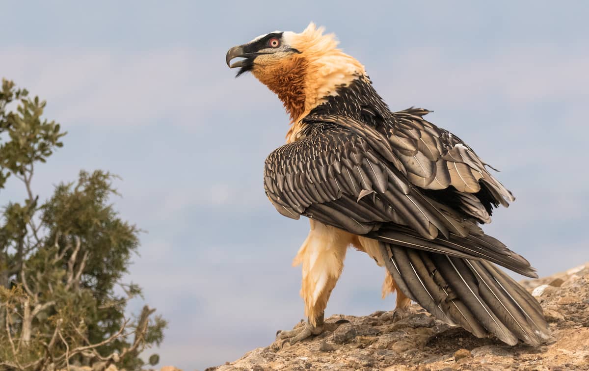 How to spot bearded vultures? How to protect it?