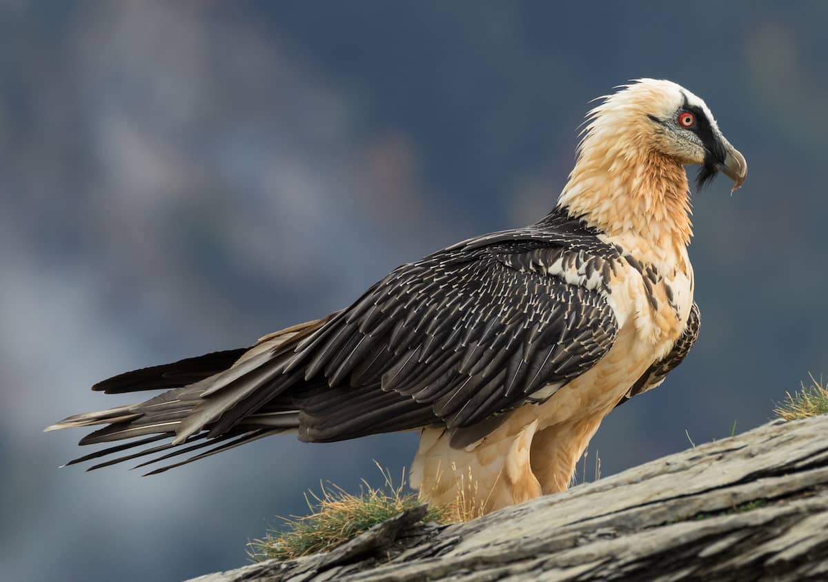 Quebrantahuesos Gypaetus barbatus