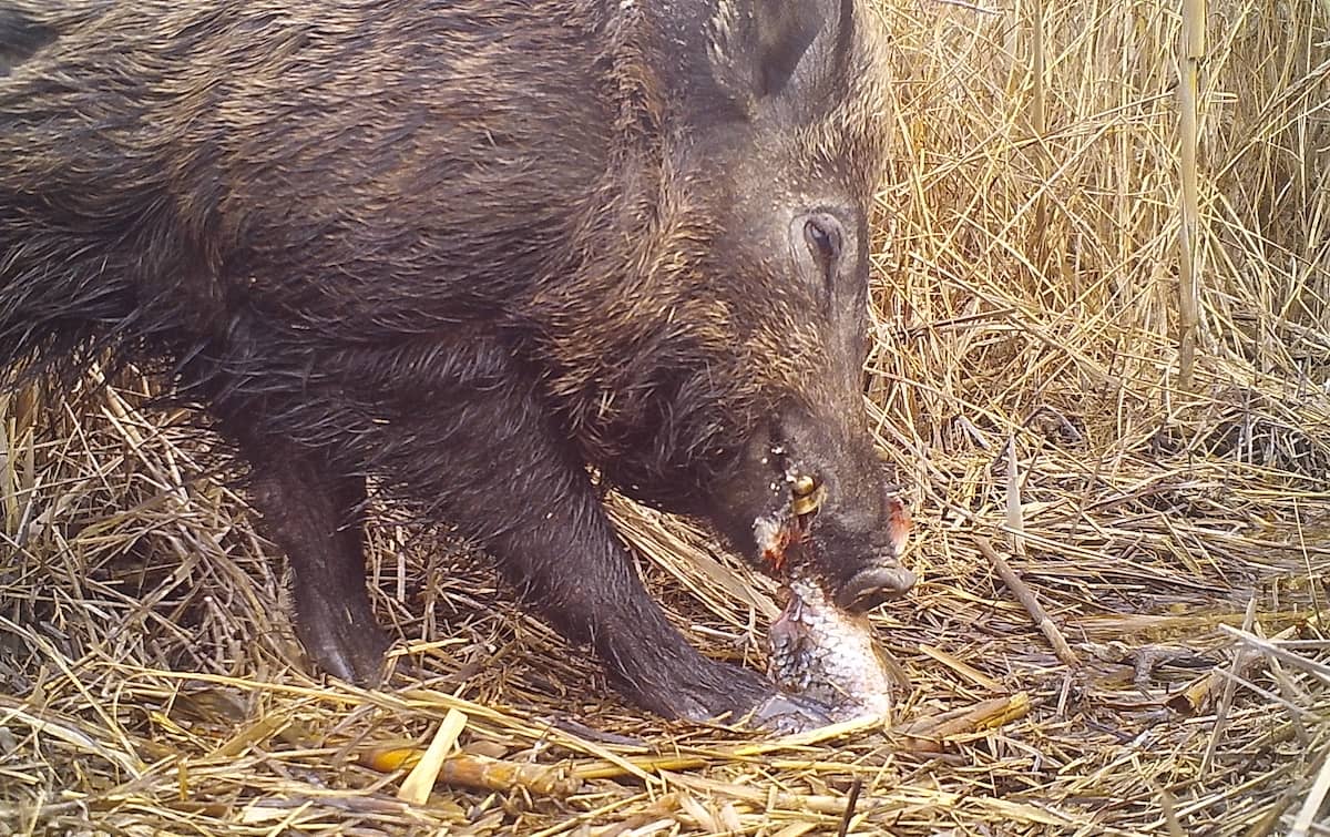 Jabalí (Sus scrofa) alimentándose de carroña.
