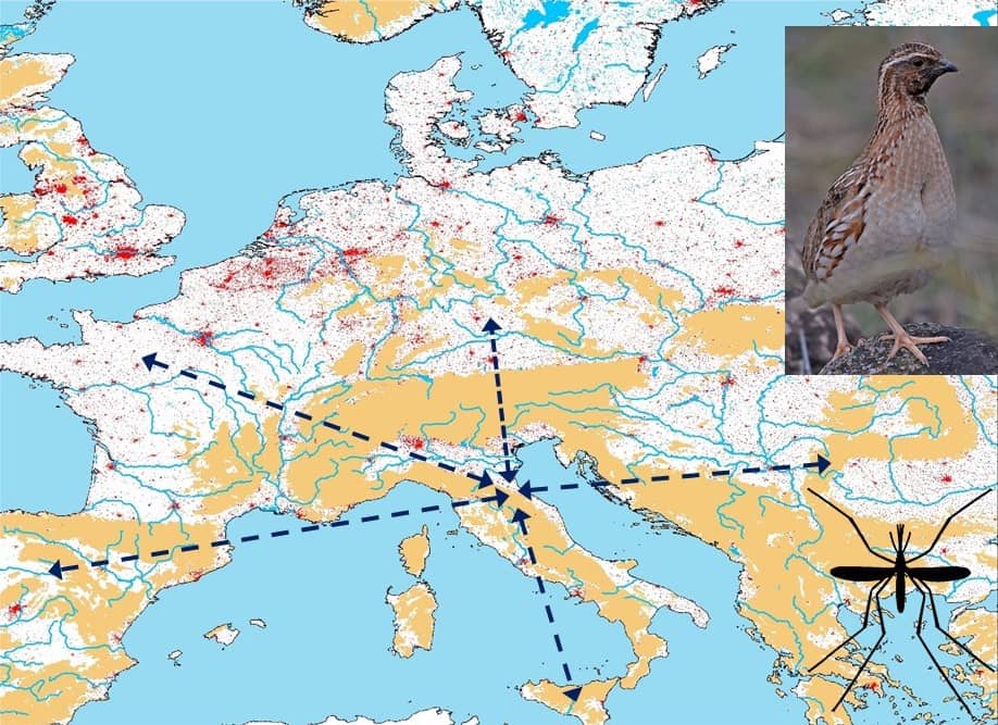 La codorniz común revela cómo la pérdida de nodos en las rutas de migración de las aves causada por la degradación ambiental de los cinturones urbano-industriales en Europa ocasiona riesgos en la salud de las personas, los ecosistemas y los animales