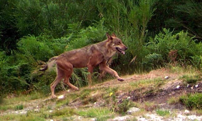 Uso de métodos de captura-recaptura para estimar la densidad poblacional del lobo ibérico y otras especies gregarias
