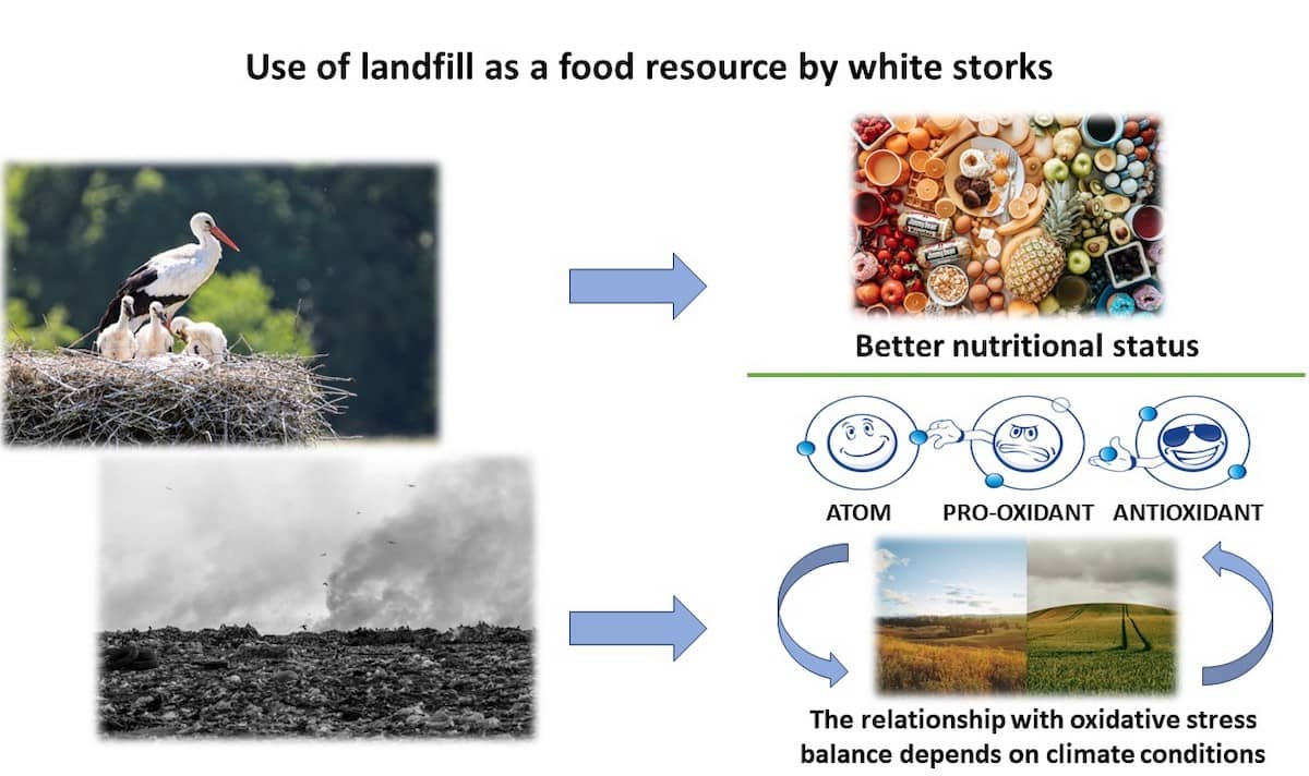 Los pollos de cigüeña alimentados con comida procedente de los vertederos urbanos tienen mejor estado nutricional que los que son alimentados con alimentos más naturales.