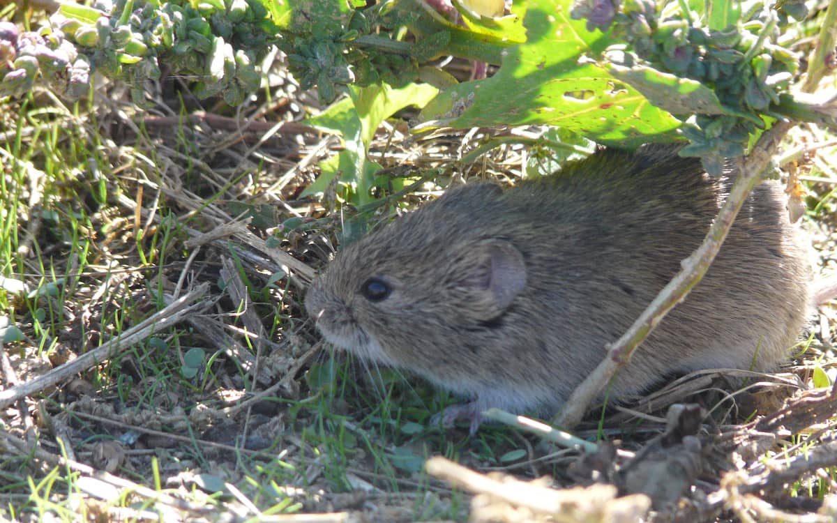 Topillo campesino (Microtus arvalis) en tierra de Campos, Castilla y León