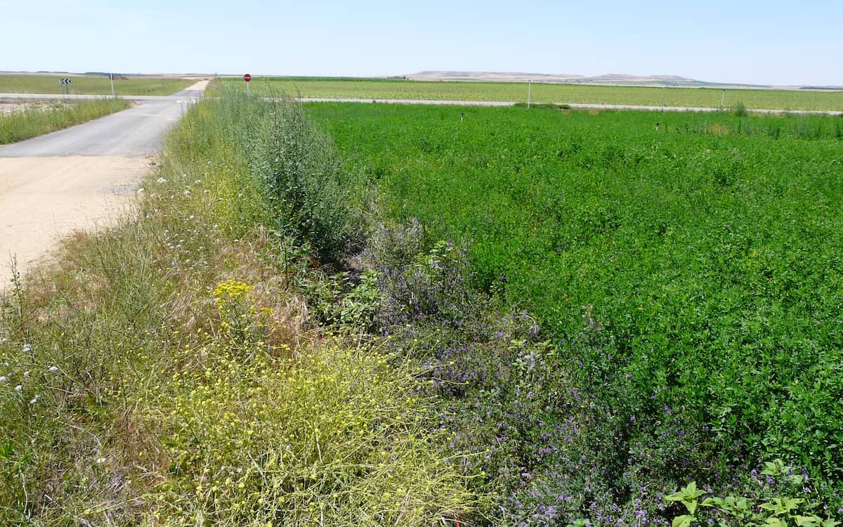 Campo de alfalfa en Tierra de Campos, Castilla y León