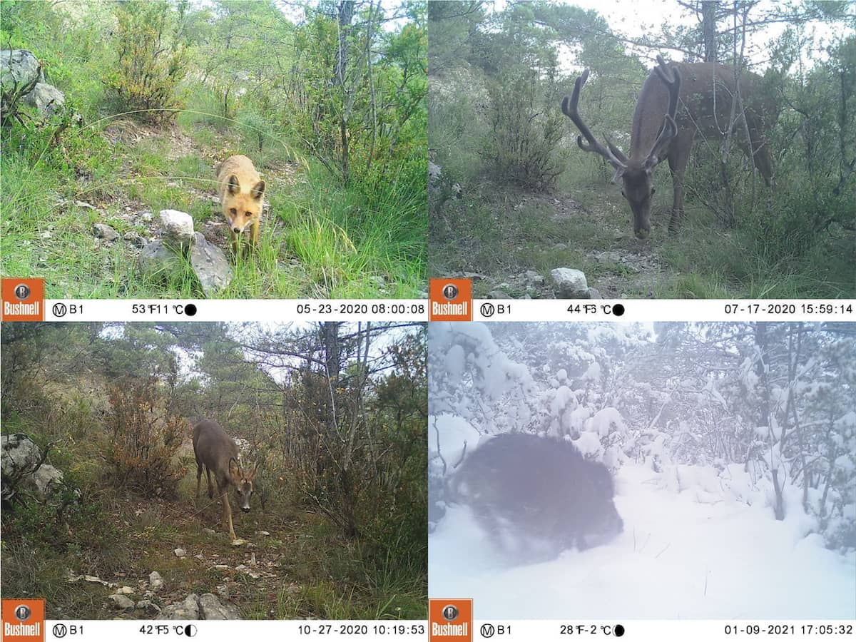 Imágenes de zorro, ciervo, corzo, jabalí y gamo mediante fototrampeo.