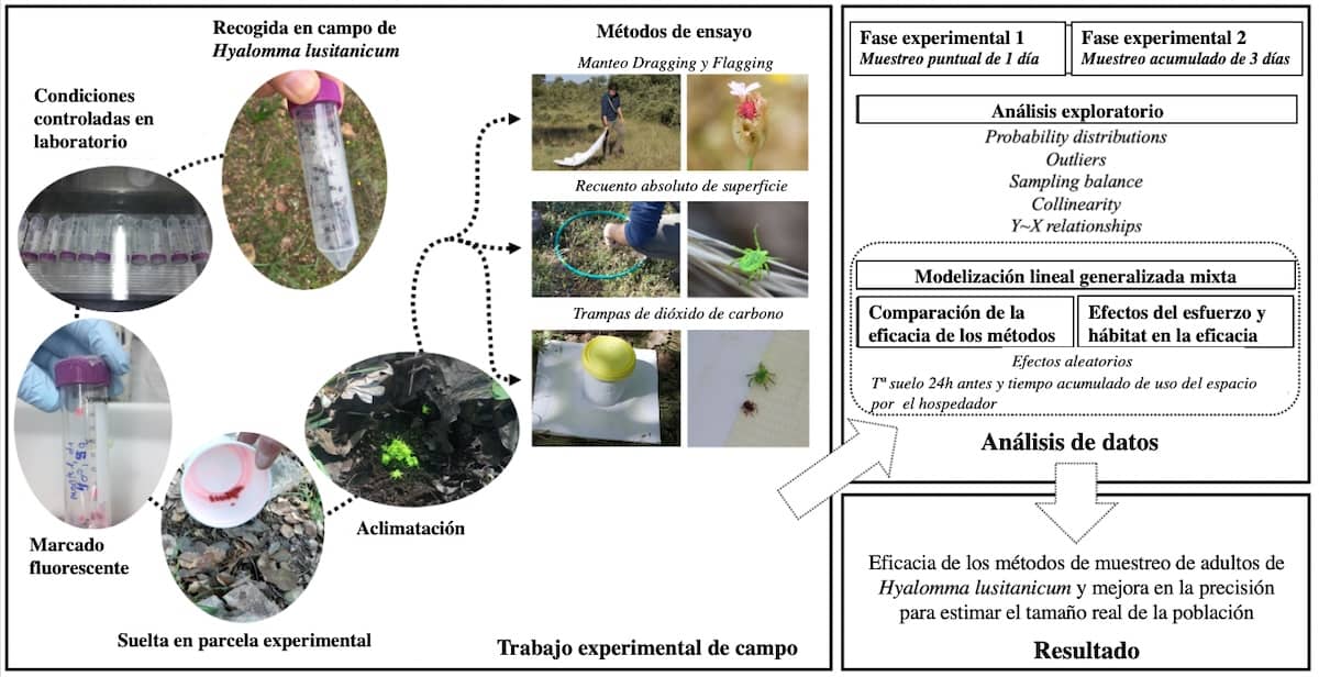 Eficiencia de diferentes métodos de captura de la garrapata Hyalomma lusitanicum, vector del virus de la fiebre hemorrágica de Crimea-Congo