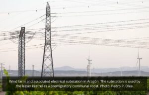 Tendidos eléctricos y aves esteparias