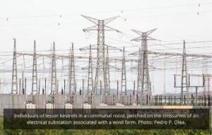 Tendidos eléctricos y aves esteparias
