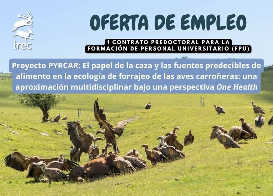 Proyecto PYRCAR: El papel de la caza y las fuentes predecibles de alimento en la ecología de forrajeo de las aves carroñeras: una aproximación multidisciplinar bajo una perspectiva One Health