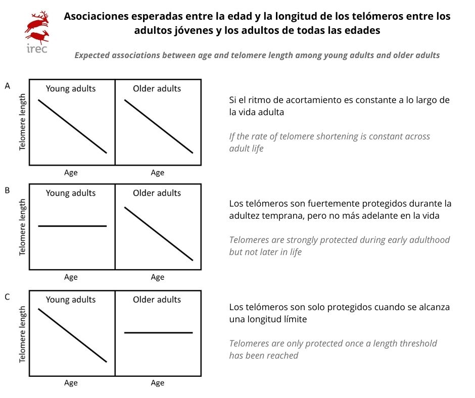 Asociación encontrada entre la edad y la longitud de los telómeros 
