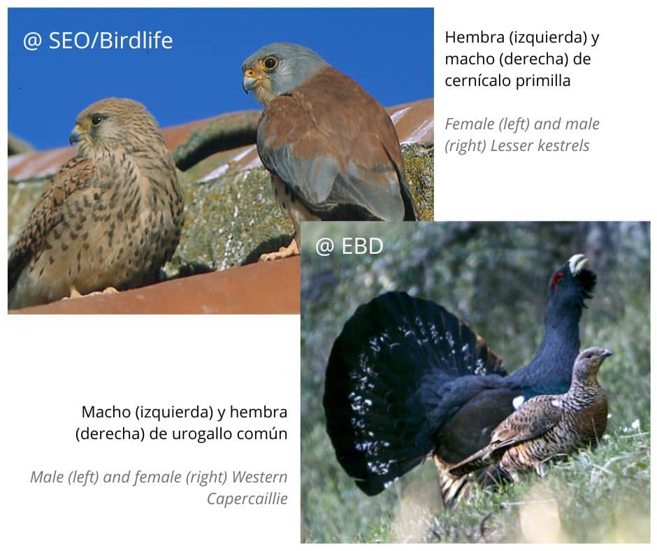 Dimorfismo sexual en cernícalo primilla y urogallo común