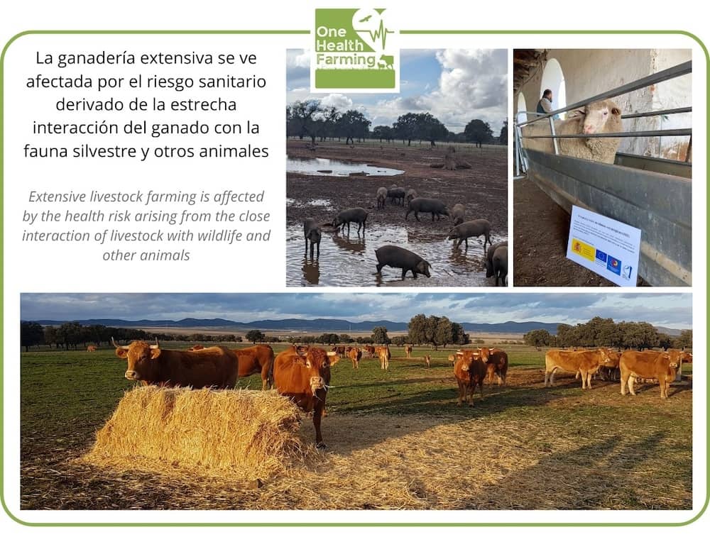 Ganadería extensiva proyecto one health farming