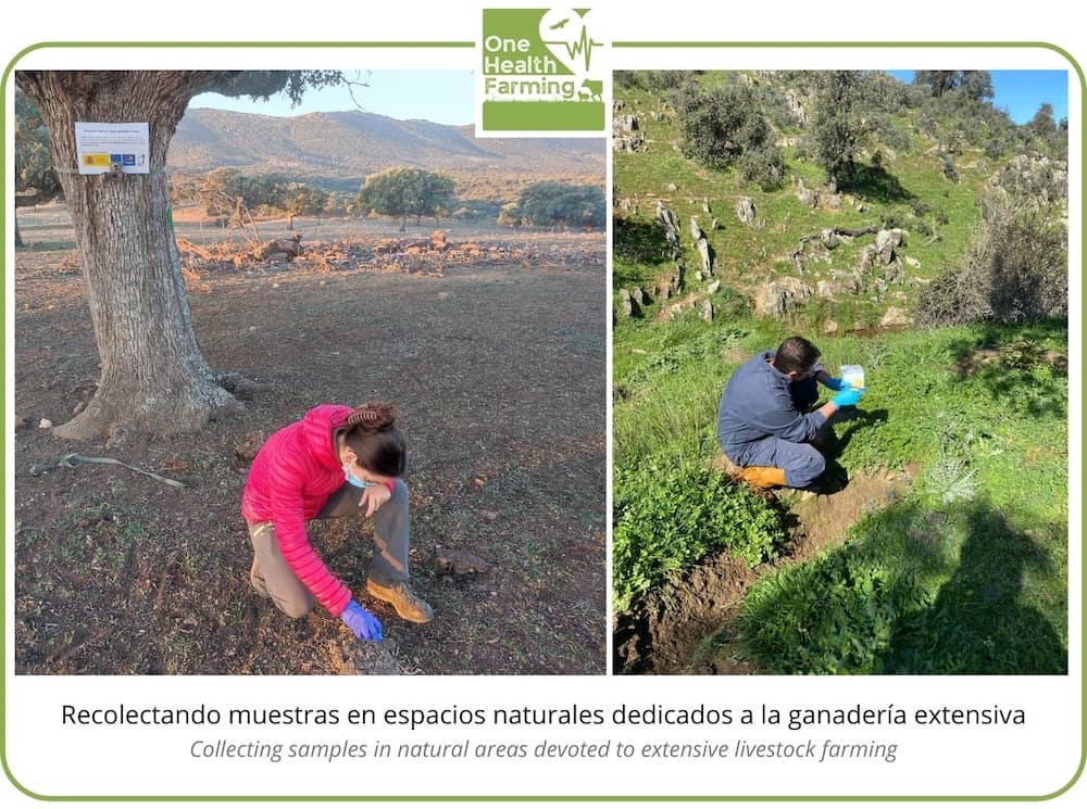 Recolectando muestras para el Proyecto ONE HEALTH FARMING