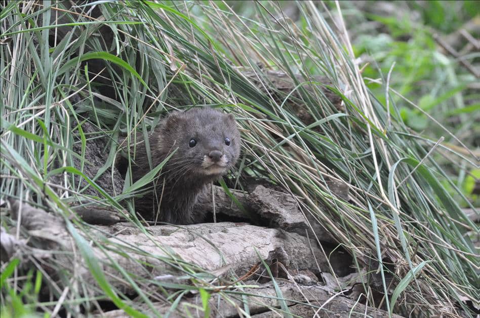 Visón europeo (Mustela lutreola)