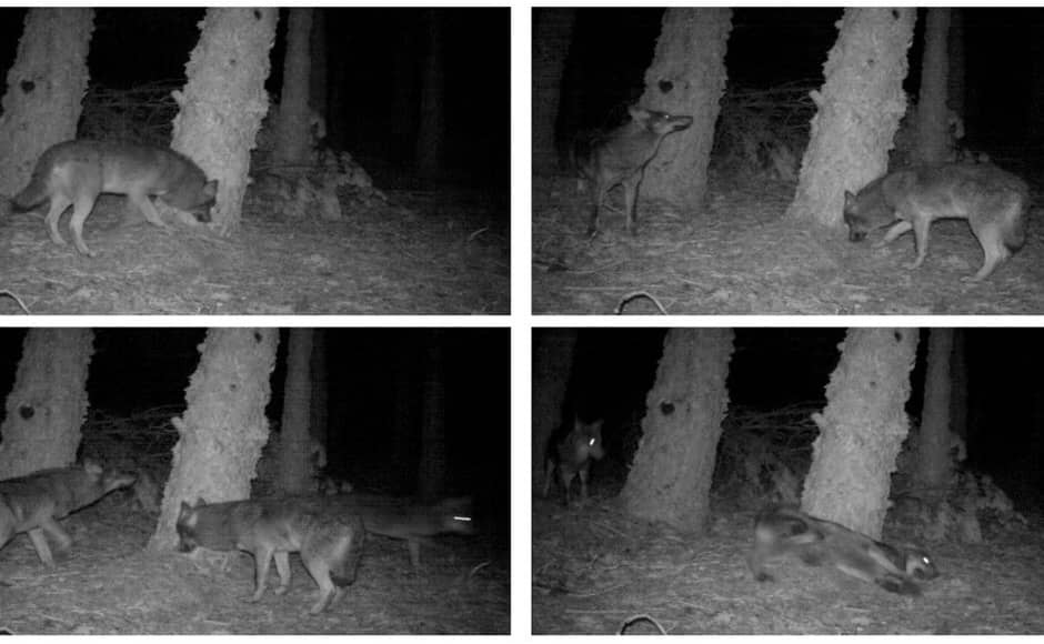La cadaverina es un atrayente eficaz para el lobo ibérico