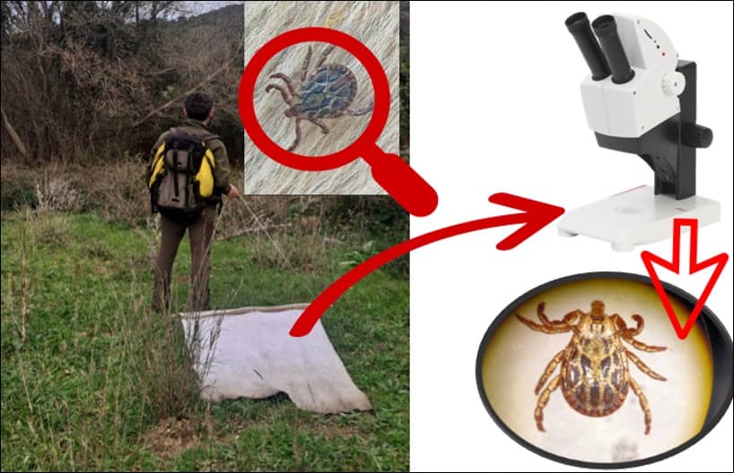 método de muestreo (dragging: arrastre de manta por la vegetación) de garrapatas
