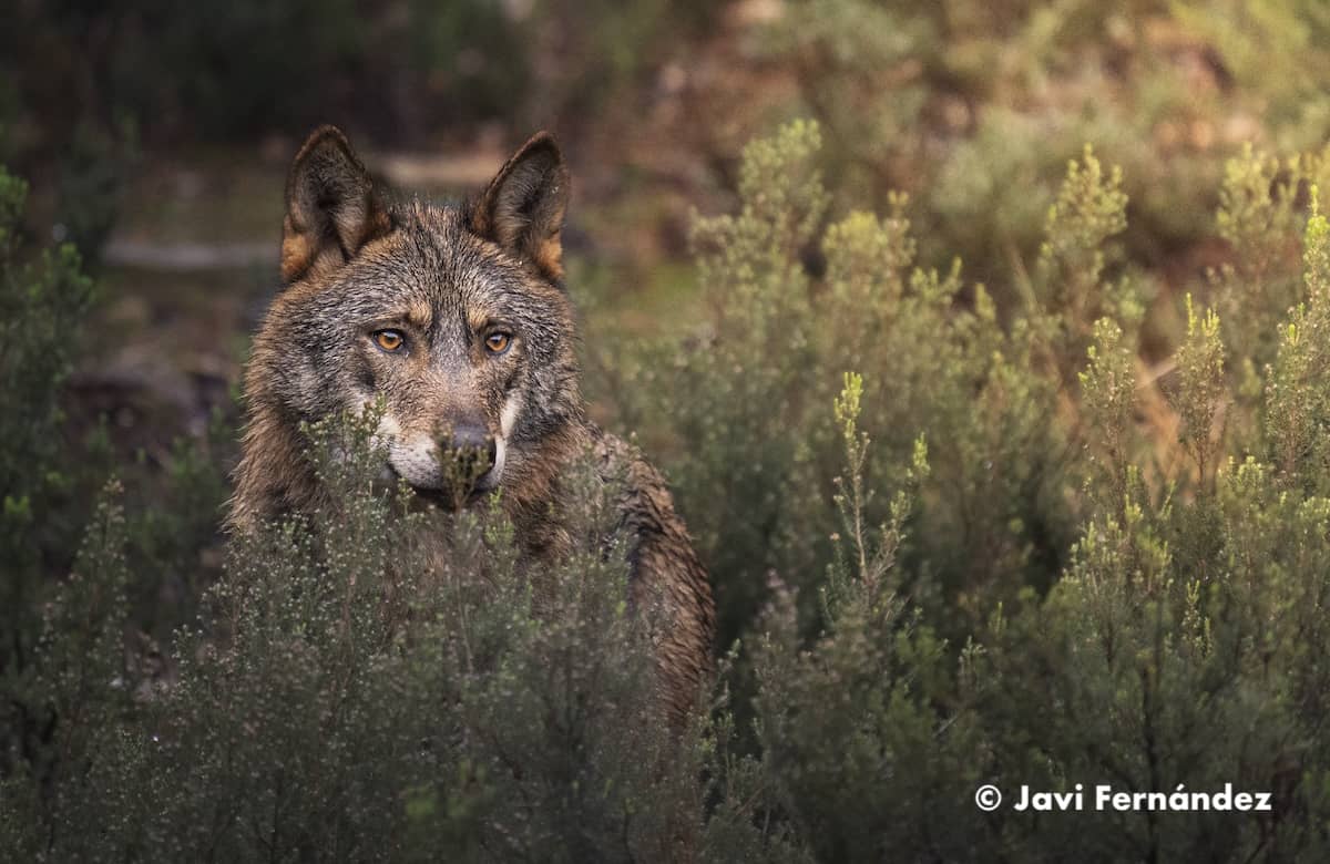 Lobo ibérico