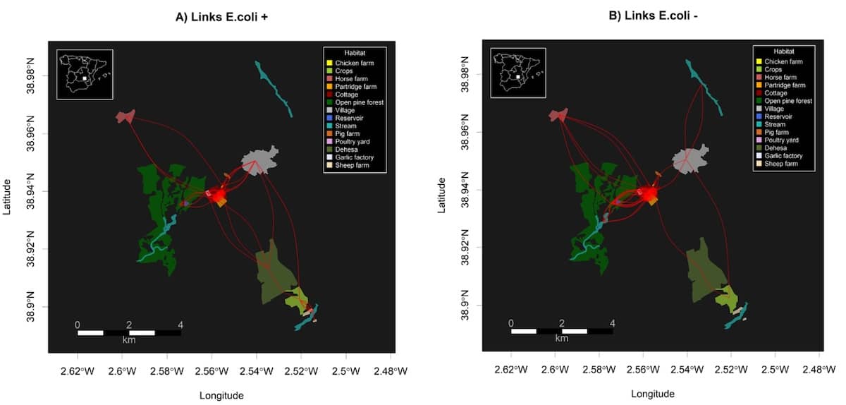 Redes espaciales de estorninos negros marcados con GPS portando E.coli (A) y negativos a E.coli (B)