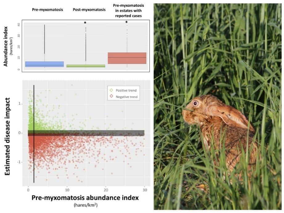 El impacto de la mixomatosis en las poblaciones de liebre ibérica