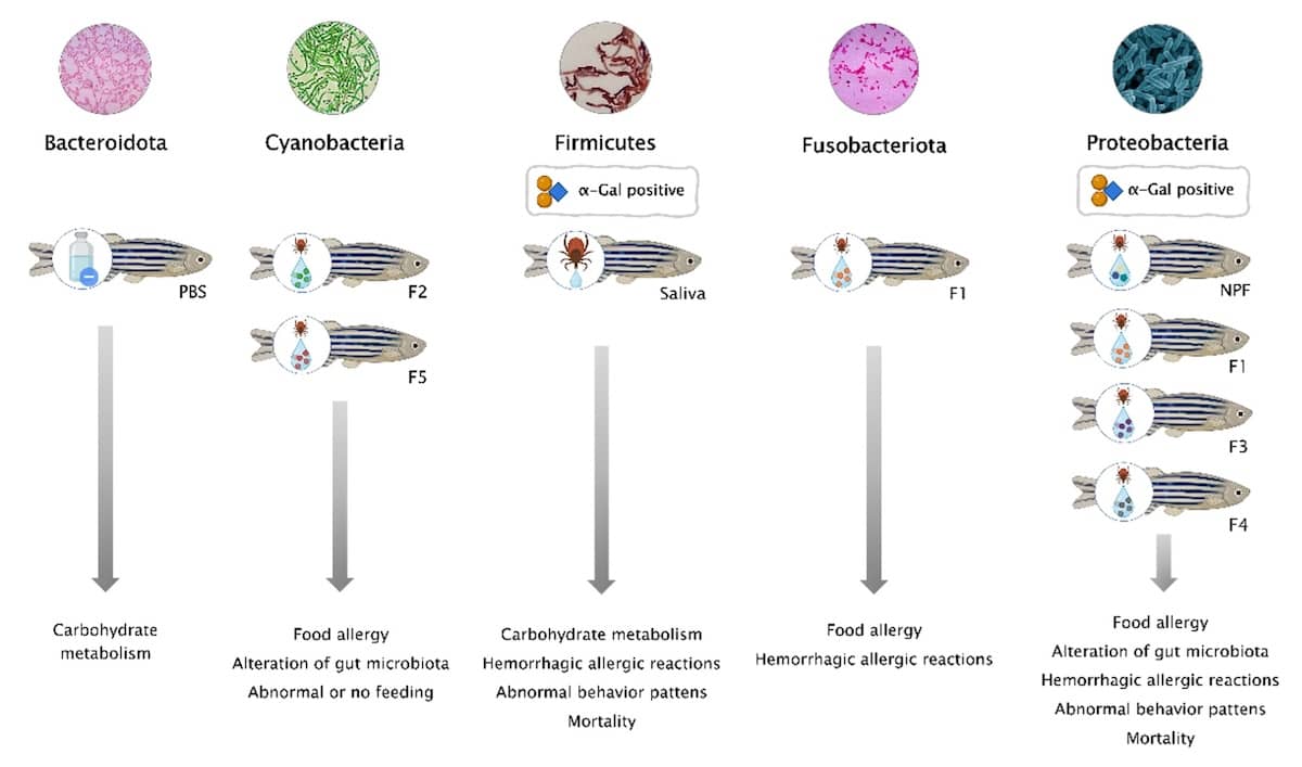Garrapatas y microbiota intestinal: la conexión con la alergia al consumo de carne roja