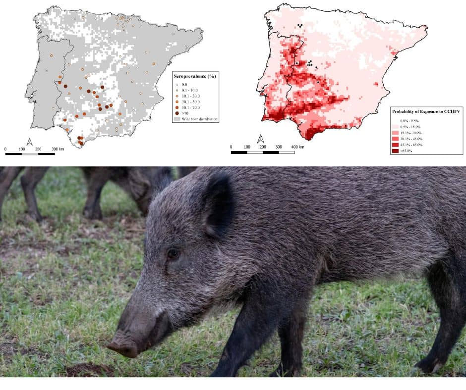 El jabalí como centinela de la fiebre hemorrágica de Crimea-Congo en España y Portugal